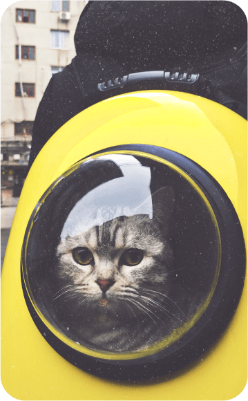 meow