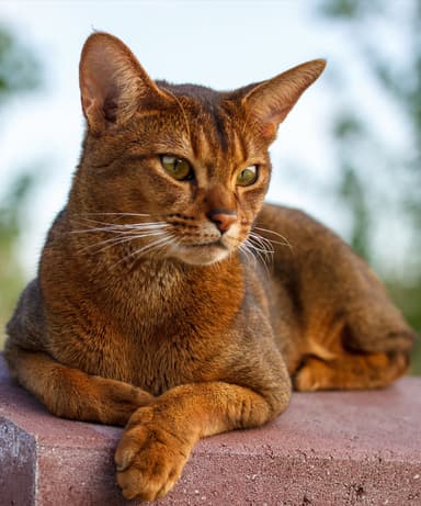 meow
