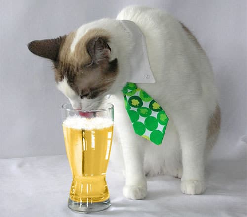 meow