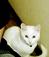 meow
