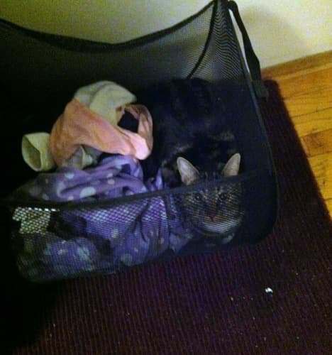 meow