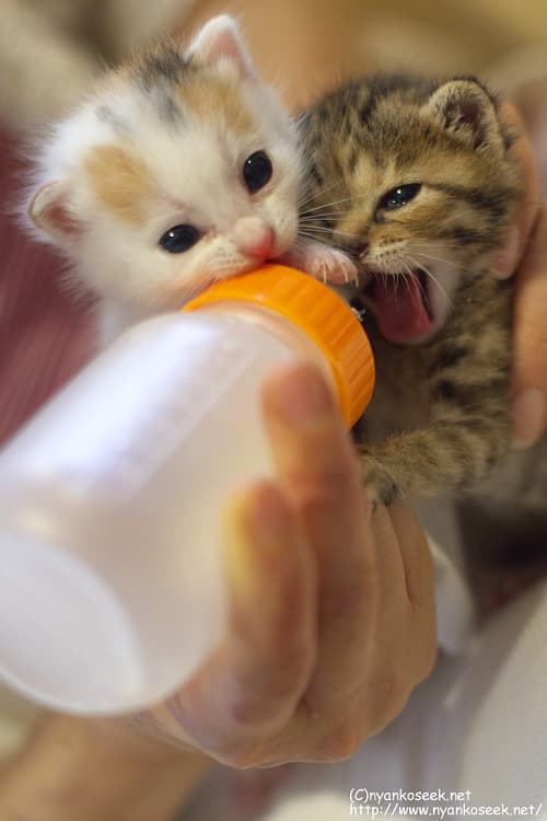 meow