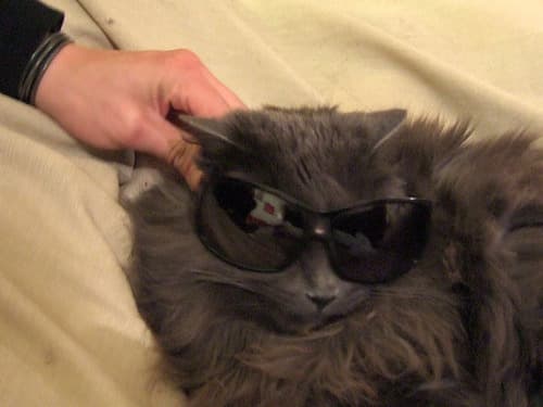 meow
