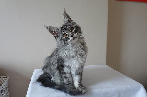 meow