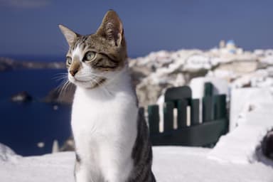 meow